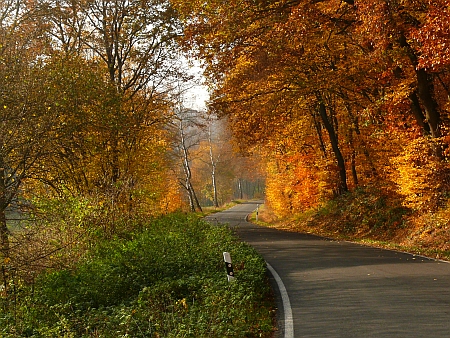 Von Birken gesäumte Allee im Vinxtbachtal zwischen Königsfeld und Waldorf, Herbst 2011