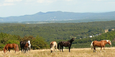 Pferdekoppel Schirmau