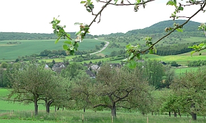 Streuobstwiesen Waldorf