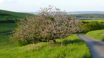 Fruehling Dedenbach Schirmau