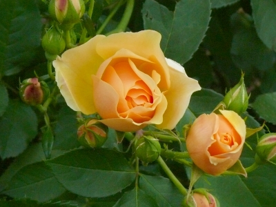 Nettehammer Rose