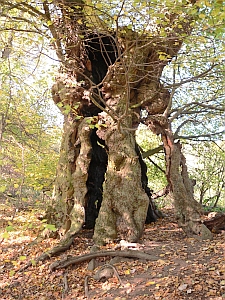 Historische Baumallee Hohle Linde