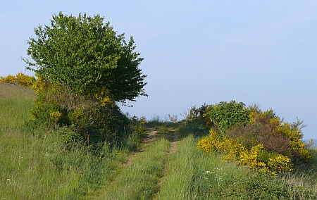 Ginster Wanderweg