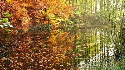 Schirmau Weiher