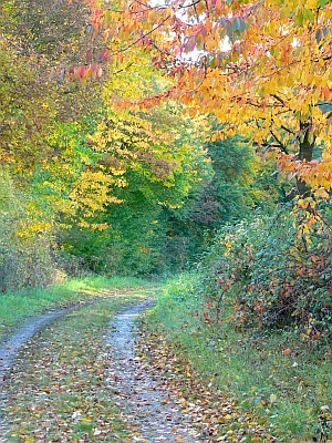 Wanderweg Hannebacher Ley