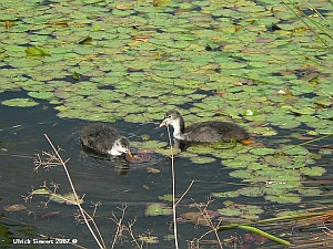 Rodder Maar Wasservoegel