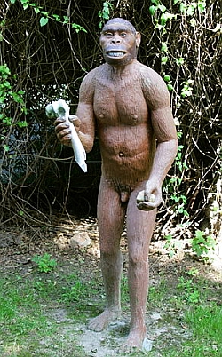 Homo erectus