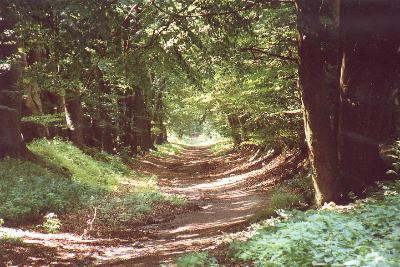 Historische Baumallee Bassenheim