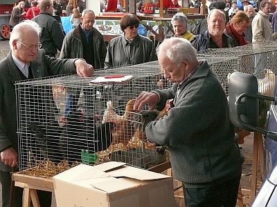 Lukasmarkt Viehmarkt