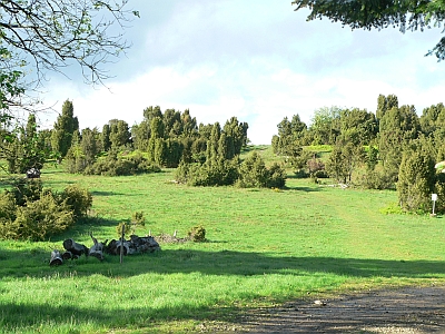 Wacholderheide bei Arft