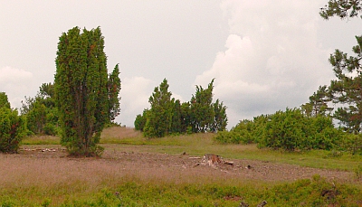 Wacholderheidelandschaft