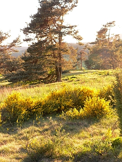 Eifelgold Wacholderheide