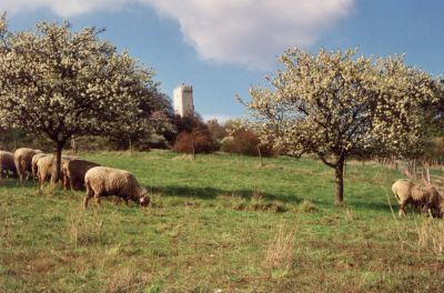 Olbrueck Fruehling