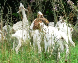 Landschaftspflege mit Ziegen