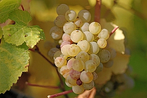 Rieslingtraube