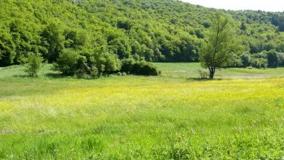 Elztal Blumenwiese