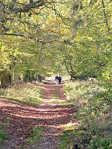 Historische Baumallee Herbst