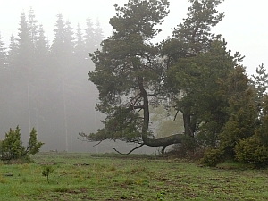 Heide im Nebel