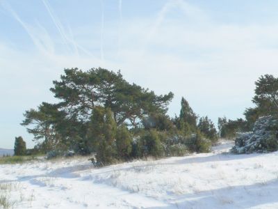 Heide im Winter