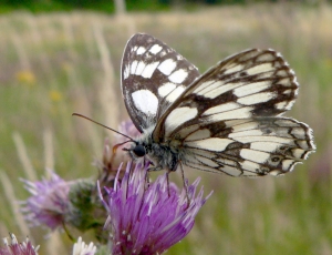 Schachbrettfalter