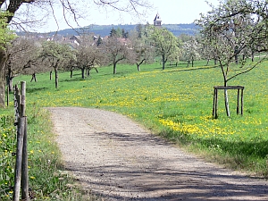 Streuobstwiesen